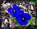 Picture Title - Alabama Blue Pansies
