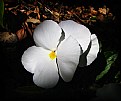 Picture Title - Alabama White Pansy