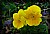 Alabama Yellow Pansies