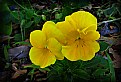Picture Title - Alabama Yellow Pansies