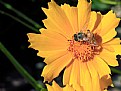 Picture Title - flor e abelha