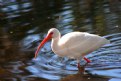 Picture Title - Ibis