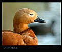 Picture Title - The Red Duck