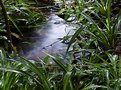 Picture Title - Wet and Green