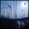 Picture Title - Cat tails in the winter sun