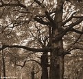 Picture Title - Trees and Leaves - sephia, larger size