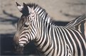 Picture Title - Zebra