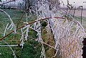 Picture Title - Frosty Willow