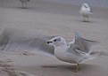 Picture Title - seagull