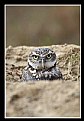 Picture Title - Burrowing Owl