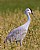 Greater Sandhill Crane