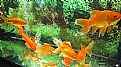 Picture Title - Gold Fish