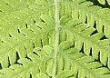 Picture Title - Leafy Green