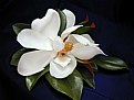 Picture Title - The Magnificent Magnolia