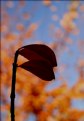 Picture Title - autumn flags