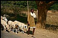 Picture Title - shepherd