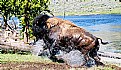 Picture Title - Charging Bison