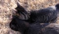 Picture Title - Bink & Tigs