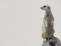 Picture Title - The meerkat's vision