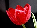 Picture Title - tulipa