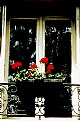 Picture Title - Flowers on the Balcony