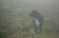 Picture Title - Fog Dog