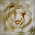 Picture Title - White Rose