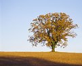 Picture Title - Autumn Oak