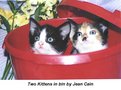 Picture Title - Three Kittens in a red bin