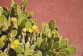 Picture Title - Cactus in bloom