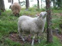 Picture Title - Sheep pasturing on an island of Helsinki