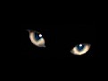Picture Title - EYES OF CAKIL MY BLACK CAT