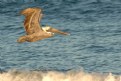 Picture Title - Cocoa Beach Pelican