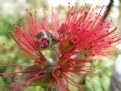 Picture Title - Pohutukawa