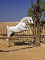 Picture Title - A Smart Jumper