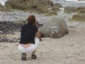 Picture Title - Elephant Seal