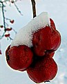 Picture Title - apple ice cider