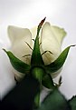 Picture Title - White rose