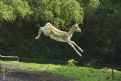 Picture Title - Airborne deer
