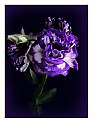 Picture Title - Lisianthus