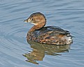 Picture Title - Pied-Billed Grebe