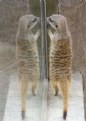 Picture Title - A meerkat reflects