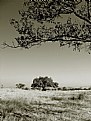 Picture Title - Desert Tree