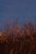 twilight 20060107 - 2