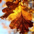 Picture Title - Autumn's leaf #1
