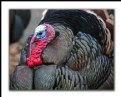 Picture Title - Grand Turkey