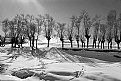 Picture Title - Trees in snow