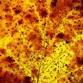 Picture Title - Autumn's leaf #2