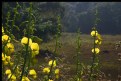 Picture Title - wild flowers