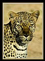 Picture Title - Leopard 1